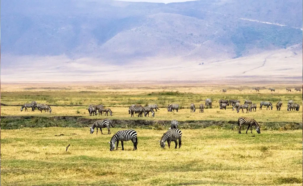 Ngorongoro Crater