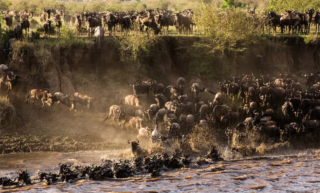 Serengeti Safari | The Great Migration at Its Peak