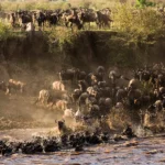 Unravel the Mysteries of Serengeti Safari