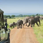 Why September is Prime Time for African Safari Adventures