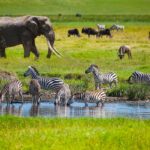 Why 2025 is the Ultimate Year for Your Tanzania Safari Adventure