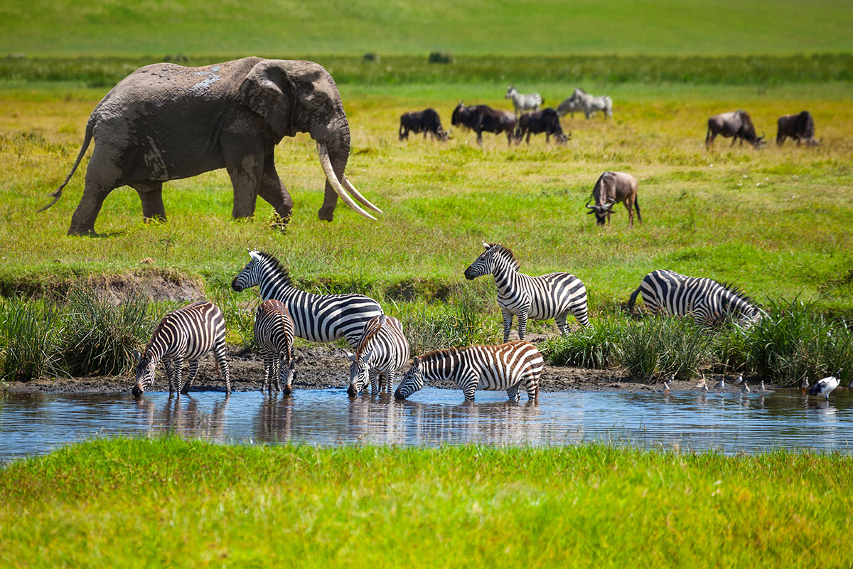 Why 2025 is the Ultimate Year for Your Tanzania Safari Adventure